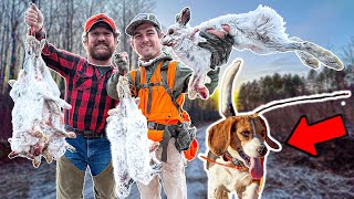 SNOWSHOE HARE Hunting w BEAGLES  Wisconsin Public Land [upl. by Heinrik]