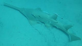 Sawfish swimming through bait 2 sawfish hunting [upl. by Eileme]