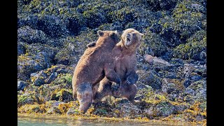 Epic Bear Fight  EXTENDED EDITION  more footage added to beginning and end of the fight [upl. by Ynamad786]