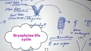 Bryophytes General characterslife cycleFSc first year Biology BS Botany [upl. by Memberg537]