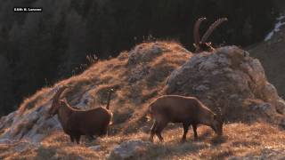 ALPSKI KOZOROG NOVEMBER Capra ibex Triglavski narodni park [upl. by Alaj]