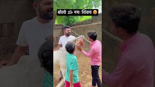 बोलो ॐ नमः शिवय😍cow cows cowvideo youtubeshorts viralvideo mahadev omnamahshivaya radha yt [upl. by Ralyks]