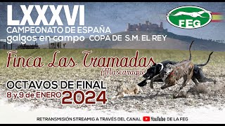 Segunda Jornada Octavos LXXXVI Campeonato de España Galgos en Campo COPA DE SM EL REY [upl. by Bertila]