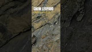 Snow Leopard Hunting  Winter Spiti Expedition  Nikon India  4K Video  Wild Wonders Expeditions [upl. by Anej883]