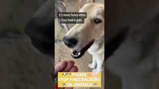 STOP FIRECRACKERS ON ANIMALS diwali dipawali animals viral fireworks kantara firecrackers [upl. by Aleacin859]