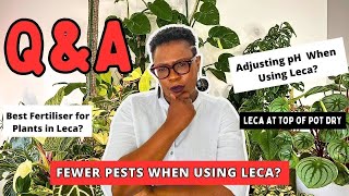 Plants in Leca QampA Session Answering Your Leca Plant Care Questions [upl. by Porter]