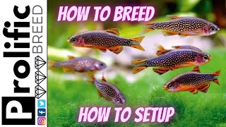 HOW TO BREED CELESTRIAL PEARL DANIO CPD ZEBRA DANIO FISH  SETUP [upl. by Attenauq]