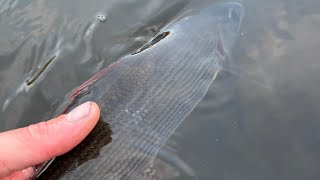 How To catch Grayling On Dry Flies [upl. by Ivy]