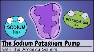 Sodium Potassium Pump [upl. by Anilrahc]