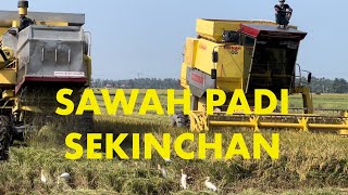 SAWAH PADI DI SEKINCHAN SELANGOR [upl. by Allain]