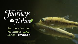 Southern Yunling Mountains Series Ep 4 Rare fish in Erhai Lake [upl. by Saffren129]