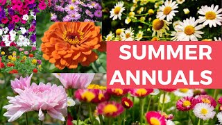 Summer annuals flowers for landscape [upl. by Isadore]