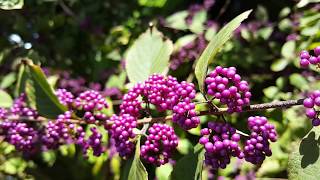 Callicarpa dichotoma  Early Amethyst  Purple Beautyberry HD Video 01 [upl. by Venezia]