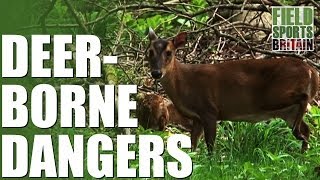 Fieldsports Britain  Stalking Muntjac  deerborne dangers [upl. by Isnam679]