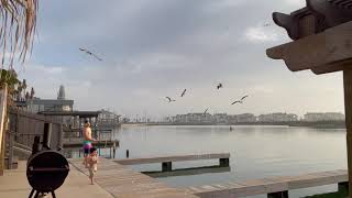 Gaviotas y Pescadores al Atardecer [upl. by Drawets]