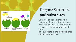 GCSE Enzymes  everything you need to know [upl. by Garson]