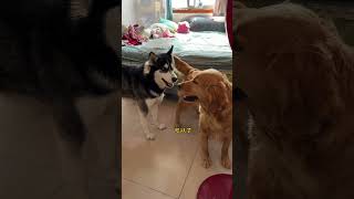 Ever since Dog Batian was injured he has been scolding Little Dog Batian’s mother every day at hom [upl. by Yrkcaz752]