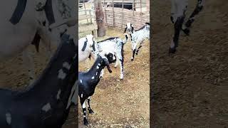 Pinda wale jattShort  Shorts Short video  Viral Short Jatt dairy form [upl. by Cinom]