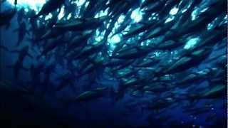 How Saving the Oceans Can Feed the World  Oceana [upl. by Christan]