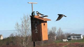 Intraspecific Competition for Tree Swallow Boxes Increases as More Birds Arrive [upl. by Lebyram]