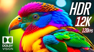 Best of Dolby Vision 12K HDR 120fps [upl. by Einreb]