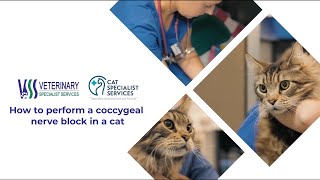 How to perform a coccygeal nerve block in a cat [upl. by Enilegnave]