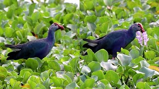 Western swamphen birds [upl. by Jp380]