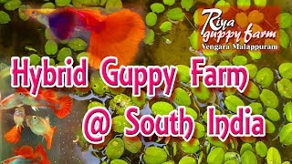 To the World of Guppies  Hybrid Guppy farm at South India  Riya Guppy farm  Indian Fish Lover [upl. by Nivrad]