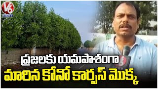 Conocarpus Plant Becomes Harmful For Public  Khammam  V6 News [upl. by Einneb]