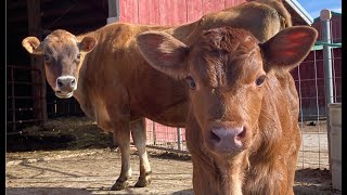 Calving season 2024 3 heifers 3 bulls [upl. by Aicnerolf272]