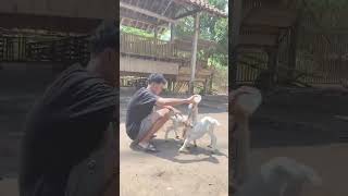 nyusuin anak kambing [upl. by Anrat492]