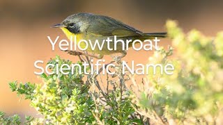 Yellowthroat Scientific Name bird birds birdspecies birdslover [upl. by Attiuqal]