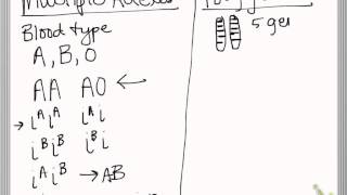 polygenetic traits vs multiple alleles [upl. by Allrud]