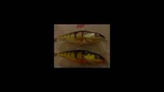 Onderwater opname Salmo Perch [upl. by Gilly]