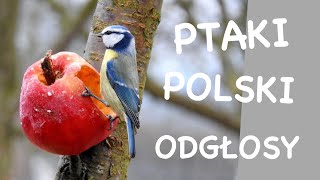 Co to za ptak  Odgłosy ptaków  Ptaki Polski [upl. by Didi]