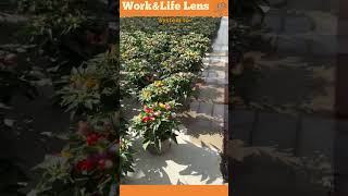 Water flows through a central drain flooding the greenhouse floor to evenly water potted plants [upl. by Hazen]