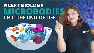 Microbodies  Cell  Class 11 Biology [upl. by Seftton]