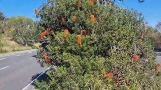 Banksia Ericifolia Heath Banksia [upl. by Lucho]