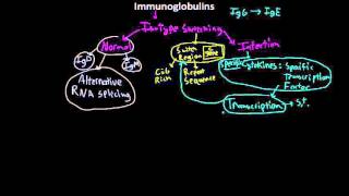 Immunology  Adaptive Immunity B cell Activation Hypermutation and Class Switching Overview [upl. by Ttoile]