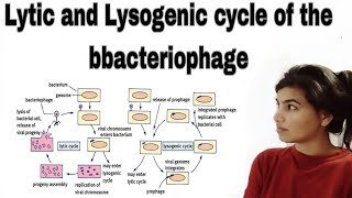 Lytic and lysogenic cycle of the bbacteriophage [upl. by Naujled]