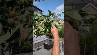 Monitor your fruit trees regularly  tent caterpillar [upl. by Ahsenauj387]