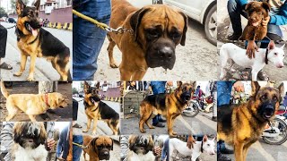 Dogs Mandi Lahore Part1  4 Febtollinton market lahore dogs Kohat dogs special dogs market [upl. by Araeic]