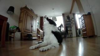 Border collie howling at baby commercial [upl. by Ayotahs]