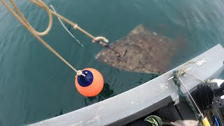 Yakutat Alaska Halibut [upl. by Perrine]