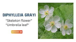 Diphylleia Grayi  Skeleton Flower  Umbrella Leaf [upl. by Lluj698]