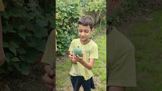 gardening fruits plants rainydays mango [upl. by Andrey84]