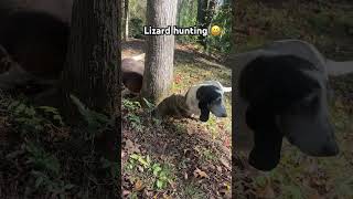 Basset hounds treed a lizard [upl. by Asenab]