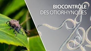 Biocontrôle des otiorhynques avec les nématodes Heterorhabditis bacteriophora [upl. by Phelan]