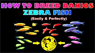 How to Breed Danios Fish Zebra Fish [upl. by Nerfe709]