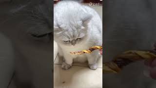 Chicken Cheese Twists cat catsnackbar cattreats cute pets cutecat [upl. by Gulick]